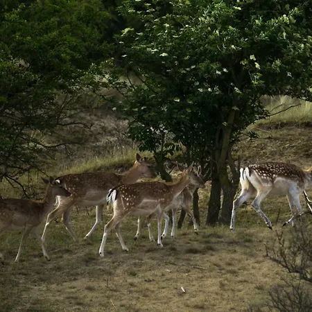 Strandzand Appartamento Noordwijk