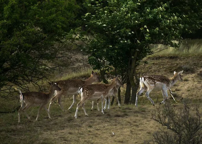 Strandzand Apartment Noordwijk
